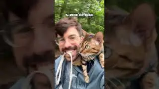 10 Tricks You Can Teach Your Cat