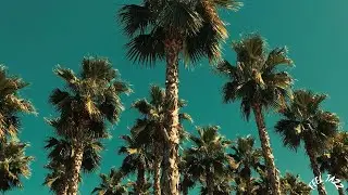🌴 Sunny Palm Tree Jazz 🎷 | Chill Beats for a Relaxing Day