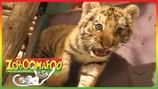 🐆 Zoboomafoo 132 | Spots And Stripes | Animal shows for kids | Full Episode | HD 🐆