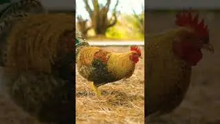 #birds #chickenfun #chicken #chicken #rooster #animals #hen #funny #cute #nature