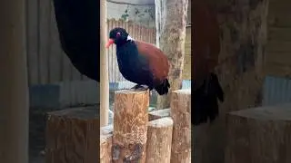 Animal Sounds Song 🐁 🐦 🦆 🦉#kidssongs #kidsvideo #singalong #children #kids #toddlers #babies
