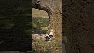 #pitbull #pitbulldog #dog #ritik #dog #kennel #doglover #attitude #bullybreed #viralvideo #pitbull
