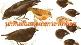 วิวัฒนาการและความหลากหลายของนกฟินช์ในหมู่เกาะกาลาปากอส