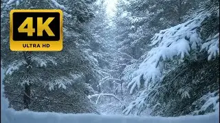 Winter Window View | Peaceful Snowfall Over Forest Pines in 4K