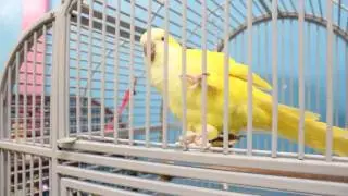Preuss Pets tour! Exotic birds and more!