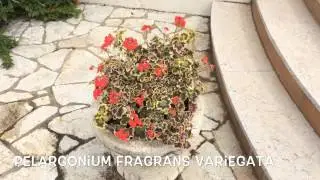 Pelargonium fragans Variegata. Garden Center online Costa Brava - Girona.