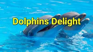 Dolphin Watching Experience   #travel #dolphins