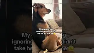 gshorts #dog#doglover#doglife