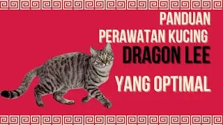 Optimal Dragon Lee Cat Care #cat
