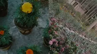 Beautiful marigold & various types of flowers garden@naturelover79j