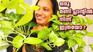ഒരു മണി പ്ലാന്റിൽ നിന്ന് ഇത്രയധികം ചെടികളോ| Money Plant Care | Dreams with me|