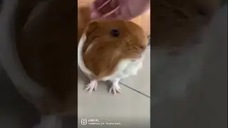 Angry pig propose love 💕 #shorts #love #animals #guineapig #cuddle #pet #petlover