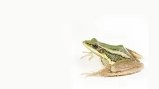 Nature I Amphibian acoustic I Green Paddy Frog - Hylarana erythraea