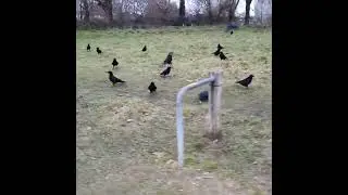 another crow reunion!