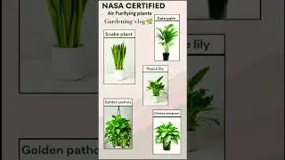 🌿 5 NASA-Certified Air Purifying Plants 🪴 | Best Indoor Plants for Clean Air 🌬✨ #shorts #viral #art