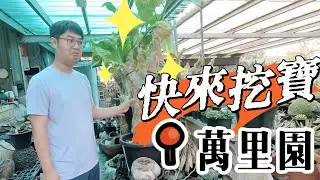 彰化田尾萬里園｜塊根同好｜尋寶好地方｜植物店