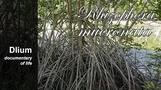 Loop-root mangrove (Rhizophora mucronata)