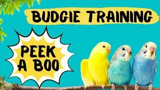 Teach your Budgie to say PEEK A BOO, Budgie Talking Training, How to teach a budgie to talk