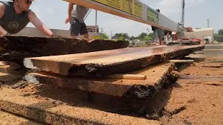 Vanderbilt preserves history through the salvaged remains of the Bicentennial Oak