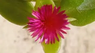 Baby sun rose succulent plant🌱 and a pansy