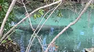 Manatees @ Three Sisters Springs, FL 1/5/2026
