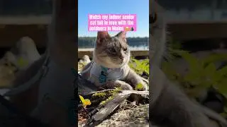 Turning my indoor cat into an #adventurecat ! #catsofyoutube #siamesecats