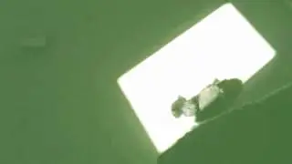 Jumping Kitten