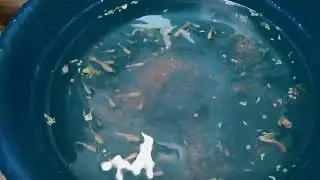 MY NEW STRAIN FISH TOHI.WATCH MY VIDEO..