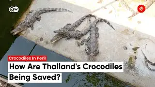 The effort to save Thailand's wild crocodiles