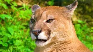 Shorts break Natures Spectacles: Puma  @ExpressionsbyJulesM75  #videoshorts #shortsvideo