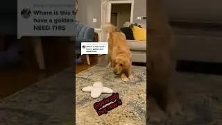 New 😼 High-Tech Gadgets For Your Cat and Dog 🐕&zwj;🦺 Gadgets for pets-PetTechnology🦮 @petsuply 😼 #shorts