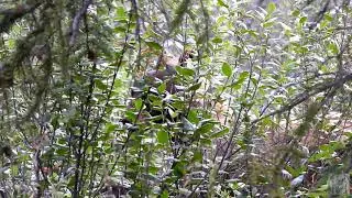 Bow Valley Parkway bear eating berries