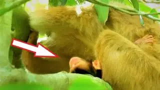 Millions Pity, Poor Baby REX Weaknesses Coz Young Mother Rose Not Drop,ROSE Sitting Look Baby so sad