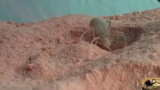 Arizona Camel Spider Digging and Pushing Sand Around Like a Bulldozer