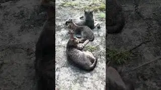 Gray Tabby Cats