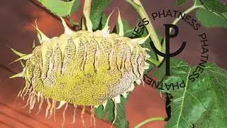 Phatness - Diplomatico Dub