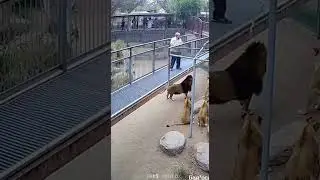 Un loco dia en el zoo #leon #zoo