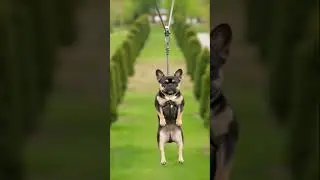 #DreamScreenAI dumb ways to die bulldog #FrenchBulldog#Cute #zip line #Dogs ￼