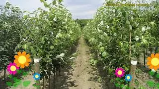 Рябина круглолистная Магнифика. Краткий обзор, описание характеристик sorbus aria Magnifica