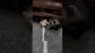 What Is a Ferret, Really?