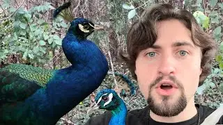 I Rescued A PEACOCK!