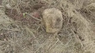 Small vernal pool in a permaculture design
