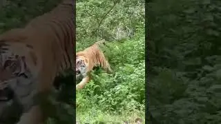 Tiger Attacks at Jim Corbett I Mock Charge I Angry Tiger