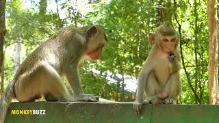 Look Great Monkey Alba Growing Really Fast