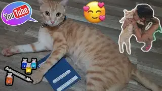 CAT EXTERNAL PARASITE TREATMENT| Damak😺 Monthly Check Up|Filipina In North Cyprus || MARİA DANDA
