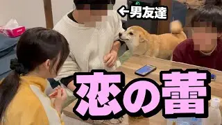 遂に柴犬好き娘に恋の予感か？男友達に困惑する柴犬が可愛い