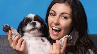 People Get Professional Photos With Their Pets