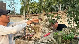 Nghệ nhân Nam Lê chỉnh sửa cây định kỳ giúp anh Bonsai Lễ | Quảng Tùng