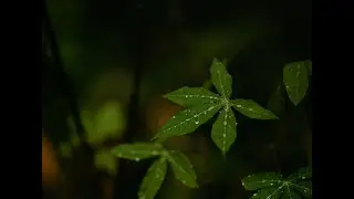 Jungle Rain // Classical Guitar by Harold Belskus // Videography by Kate Harris-Adventures with Kate