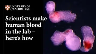 Scientists make human blood in the lab &mdash; here&rsquo;s how